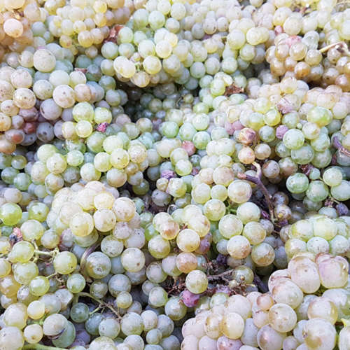 800x800Raisin 800x800Raisin