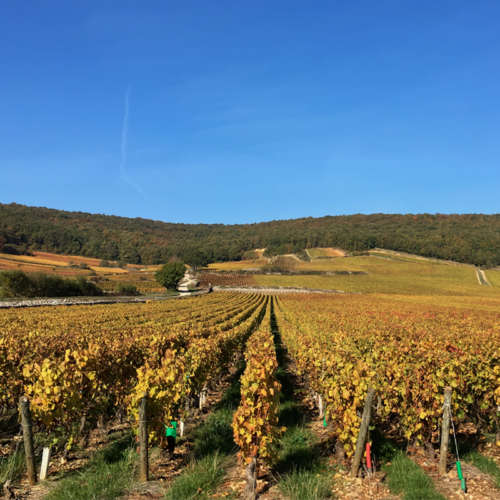800x800Vignes 800x800Vignes